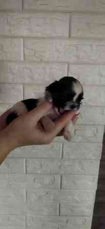 Щенки Ши-тцу Донецк