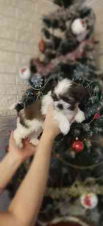 Щенки Ши-тцу Донецк