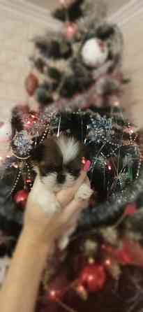 Щенки Ши-тцу Донецк