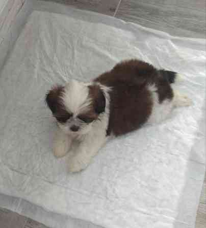 Щенки Ши-тцу Донецк