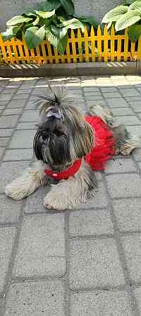 Щенки Ши-тцу Донецк