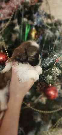 Щенки Ши-тцу Донецк