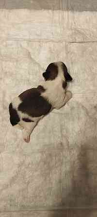 Щенки Ши-тцу Донецк