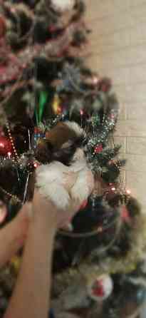 Щенки Ши-тцу Донецк