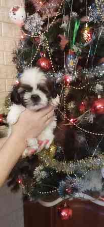 Щенки Ши-тцу Донецк