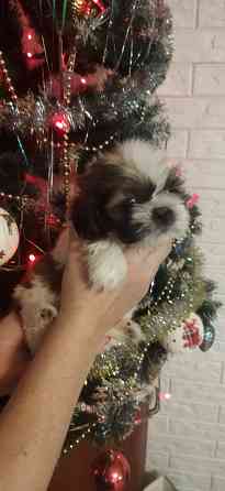 Щенки Ши-тцу Донецк