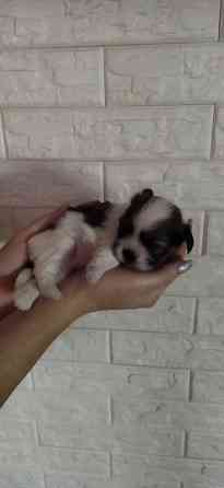 Щенки Ши-тцу Донецк