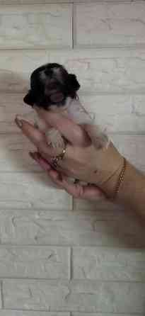 Щенки Ши-тцу Донецк