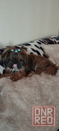 Щенки Ши-тцу Донецк - изображение 2