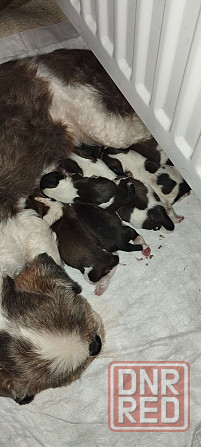 Щенки Ши-тцу Донецк - изображение 3