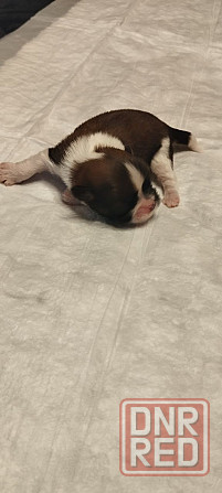 Щенки Ши-тцу Донецк - изображение 5