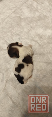 Щенки Ши-тцу Донецк - изображение 4