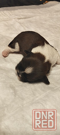 Щенки Ши-тцу Донецк - изображение 7