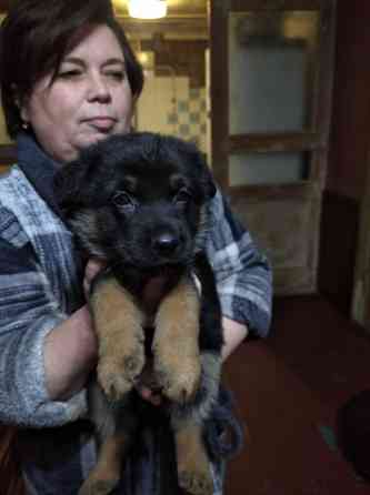 Щенки немецкой овчарки Донецк