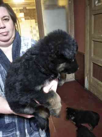 Щенки немецкой овчарки Донецк