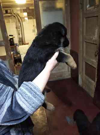 Щенки немецкой овчарки Донецк