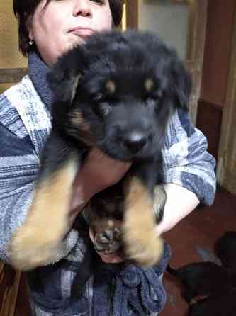 Щенки немецкой овчарки Донецк