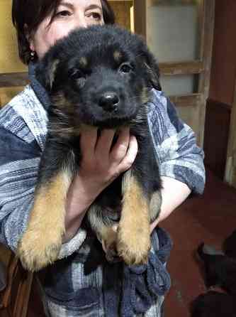 Щенки немецкой овчарки Донецк