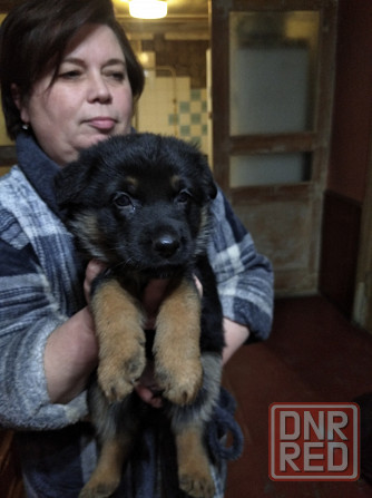 Щенки немецкой овчарки Донецк - изображение 5