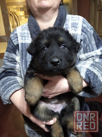 Щенки немецкой овчарки Донецк - изображение 7