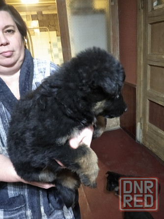 Щенки немецкой овчарки Донецк - изображение 6