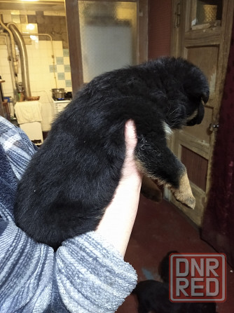 Щенки немецкой овчарки Донецк - изображение 1