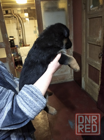 Щенки немецкой овчарки Донецк - изображение 4