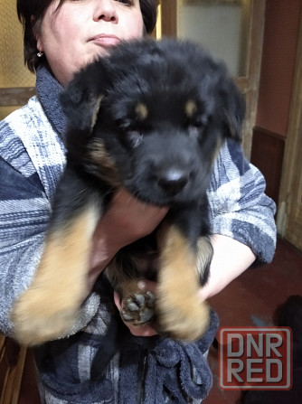 Щенки немецкой овчарки Донецк - изображение 3