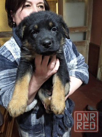 Щенки немецкой овчарки Донецк - изображение 2