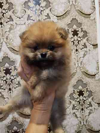 Щенки померанского шпица Донецк