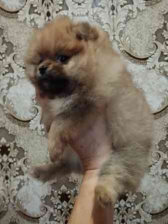 Щенки померанского шпица Донецк