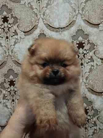 Щенки померанского шпица Донецк