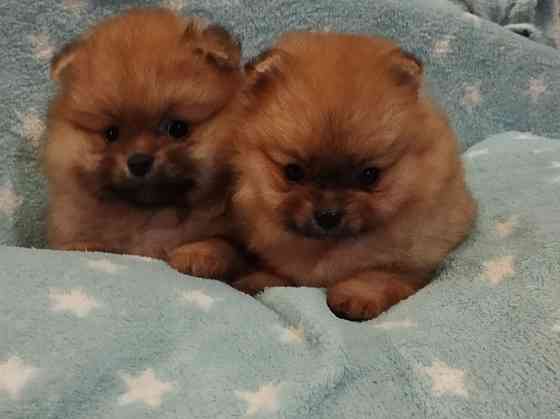 Щенки померанского шпица Донецк