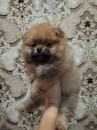 Щенки померанского шпица Донецк