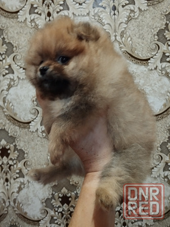 Щенки померанского шпица Донецк - изображение 3