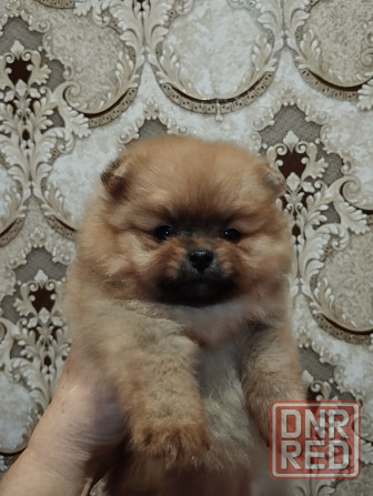 Щенки померанского шпица Донецк - изображение 2