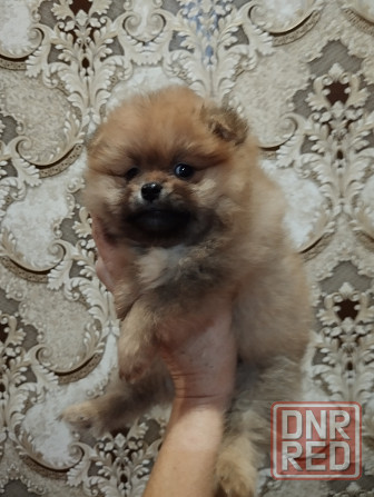 Щенки померанского шпица Донецк - изображение 4