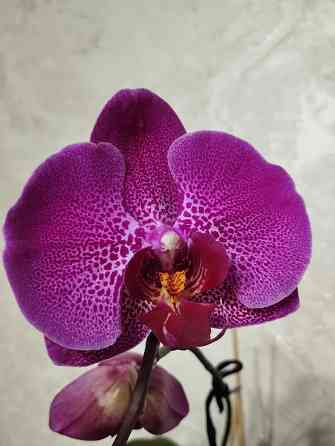 Орхидея фаленопсис Донецк