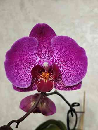 Орхидея фаленопсис Донецк
