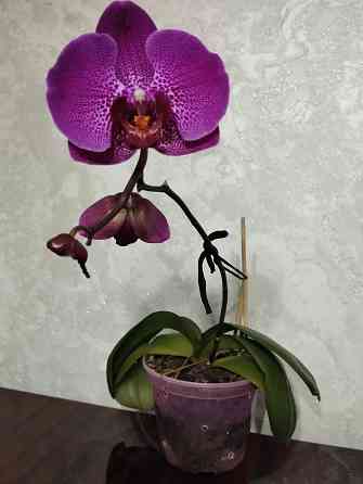 Орхидея фаленопсис Донецк