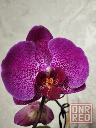 Орхидея фаленопсис Донецк - изображение 1