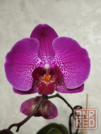 Орхидея фаленопсис Донецк - изображение 2