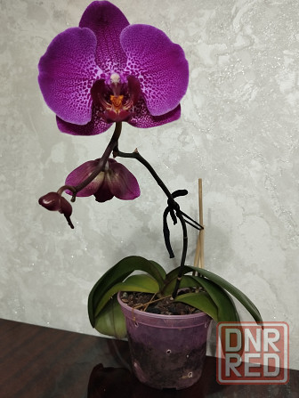 Орхидея фаленопсис Донецк - изображение 3