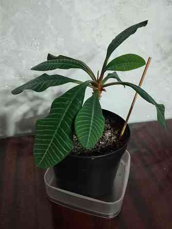 Эуфорбия Донецк