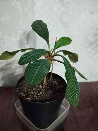 Эуфорбия Донецк