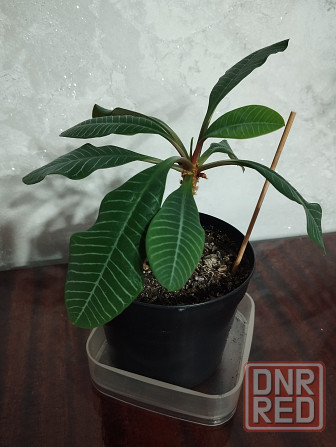 Эуфорбия Донецк - изображение 1