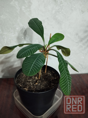 Эуфорбия Донецк - изображение 2