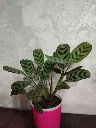 Ктенанта Бурле Макси Донецк