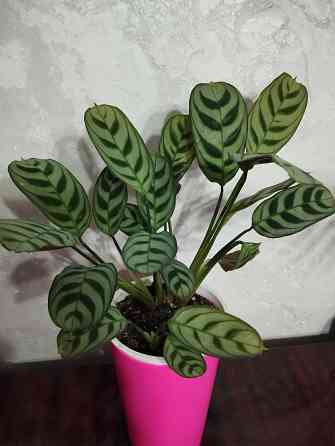 Ктенанта Бурле Макси Донецк