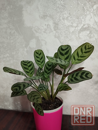 Ктенанта Бурле Макси Донецк - изображение 2